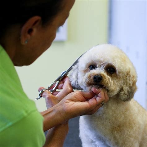 happy paws dog grooming.